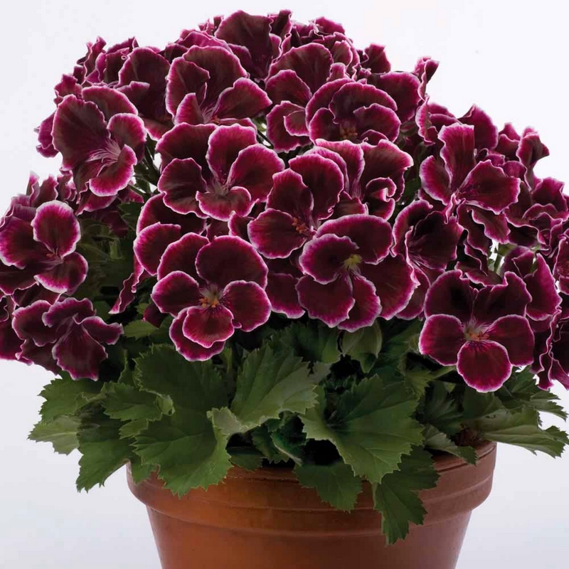 Пеларгония королевская Black Beauty декоративное растение