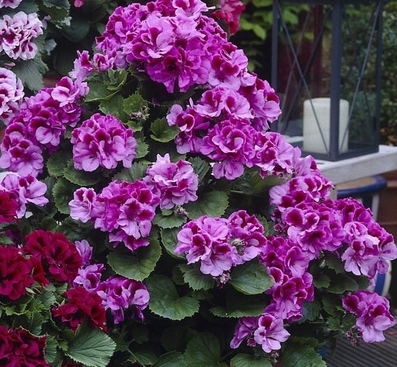 xПеларгония королевская Clarion Violet в горшке декоративное растение