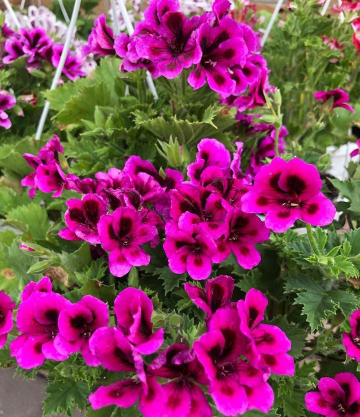 xПеларгония королевская Aristo Violet в подвесном декоративное растение