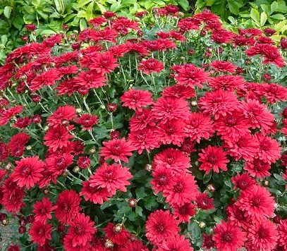 1Xризантема шаровидная Red декоративное растение