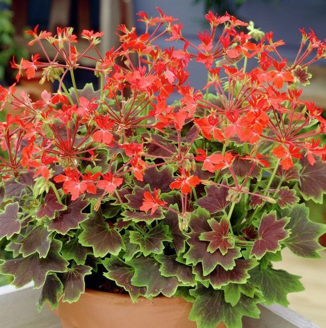 Пеларгония пестролистная Vancouver декоративное растение