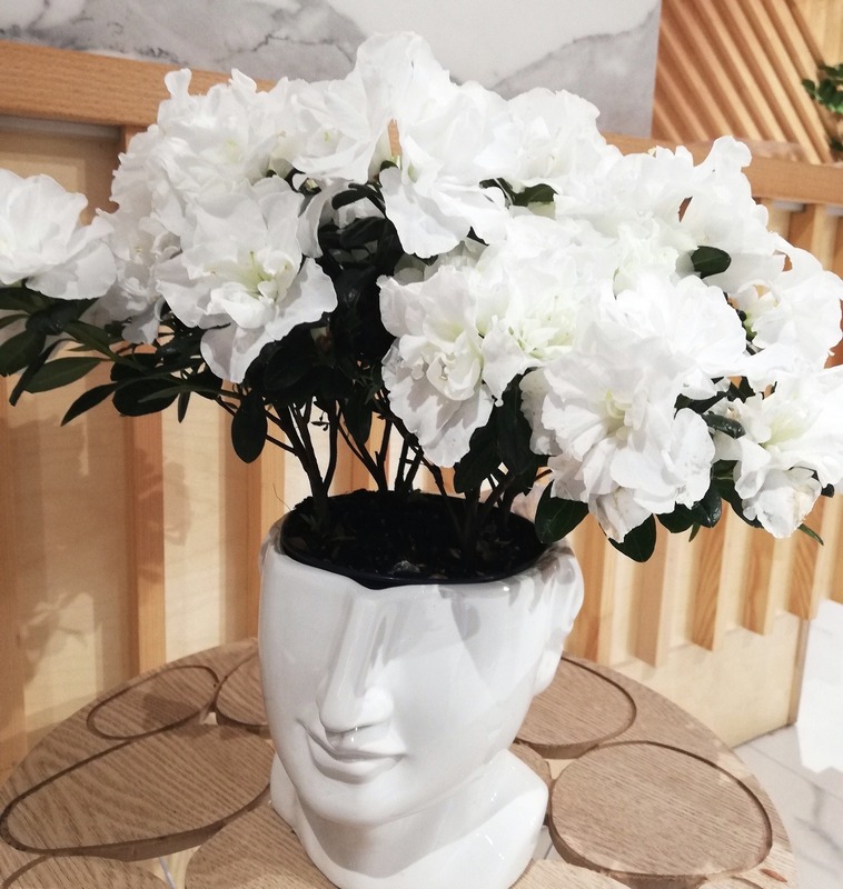 xАзалия белая декоративное растение