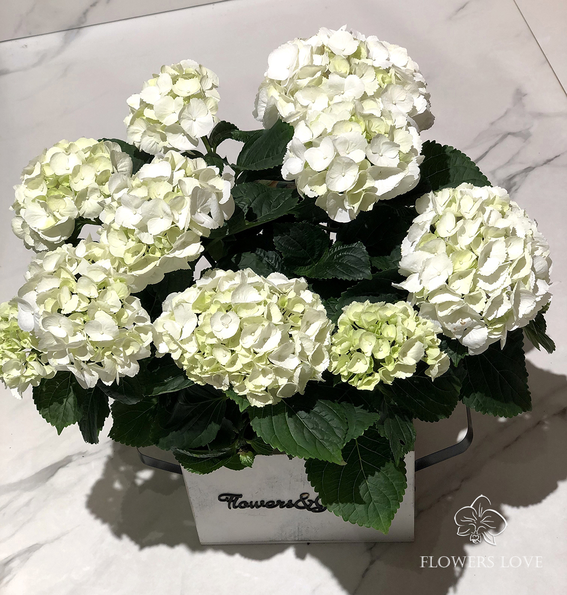 Гортензия белая декоративное растение