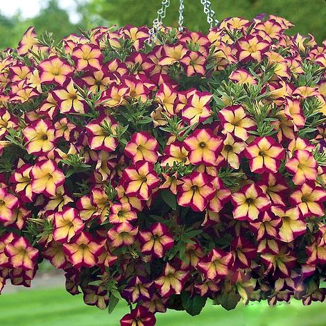 xПетуния ампельная Surfinia Star Burgundy декоративное растение