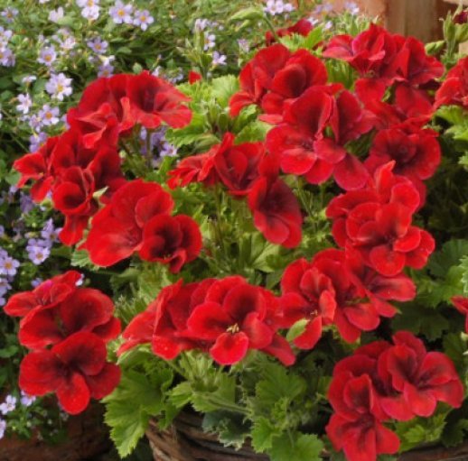 xПеларгония королевская Red в горшке декоративное растение